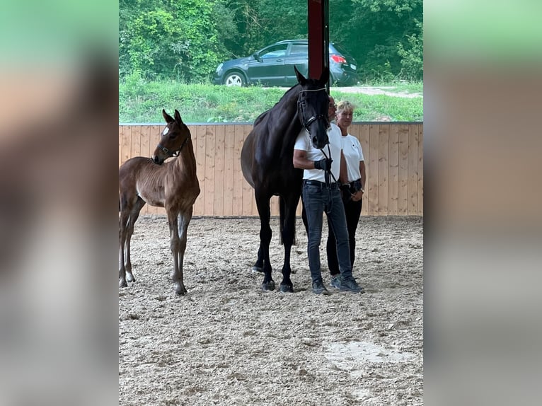 Trakehner Stallion Foal (05/2025) 10,1 hh Bay-Dark in Walshausen