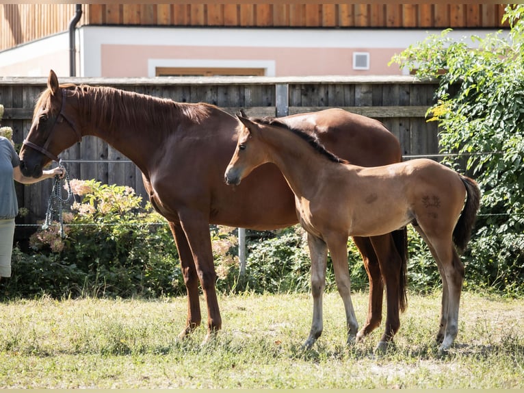 Trakehner Stallion Foal (06/2024) 14,1 hh Brown in Oberalm