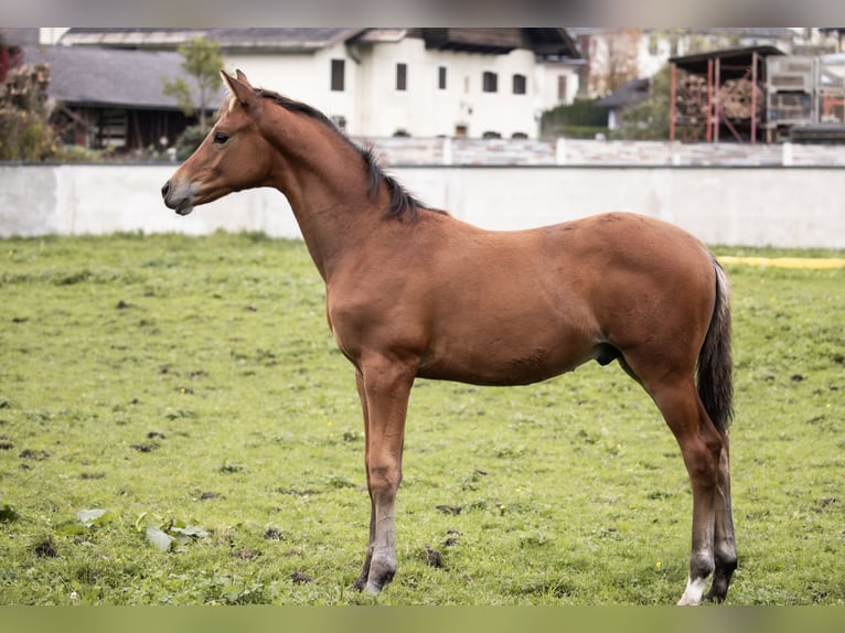 Trakehner Stallion Foal (06/2024) 14,1 hh Brown in Oberalm