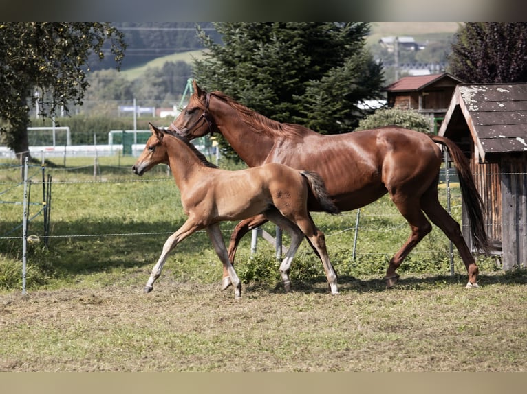 Trakehner Stallion Foal (06/2024) 14,1 hh Brown in Oberalm