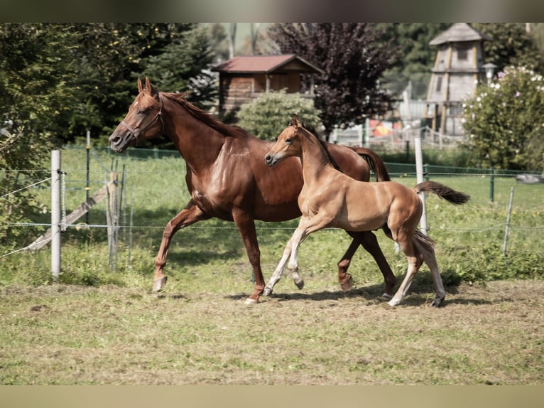 Trakehner Stallion Foal (06/2024) 14,1 hh Brown in Oberalm