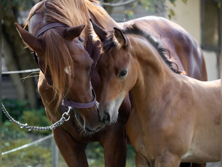 Trakehner Stallion Foal (06/2024) 14,1 hh Brown in Oberalm