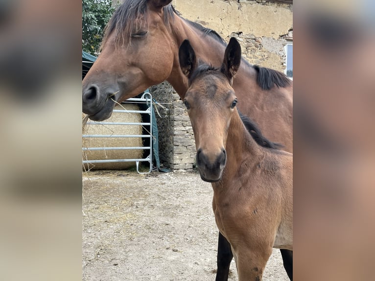 Trakehner Stallion Foal (05/2024) 15,3 hh Brown in Weißenburg in Bayern