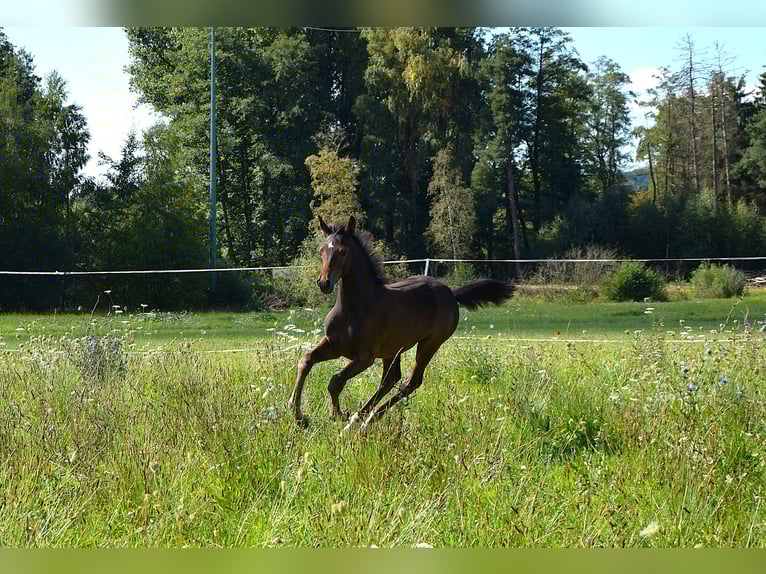 Trakehner Stallion Foal (05/2025) 16,1 hh Bay-Dark in Schnabelwaid