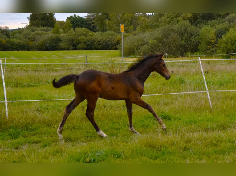 Trakehner Stallion Foal (05/2025) 16,1 hh Bay-Dark in Schnabelwaid