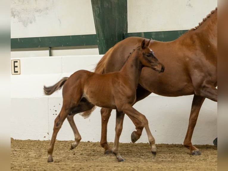 Trakehner Stallion Foal (04/2026) 16.1 hh Bay-Dark in Zevenhuizen
