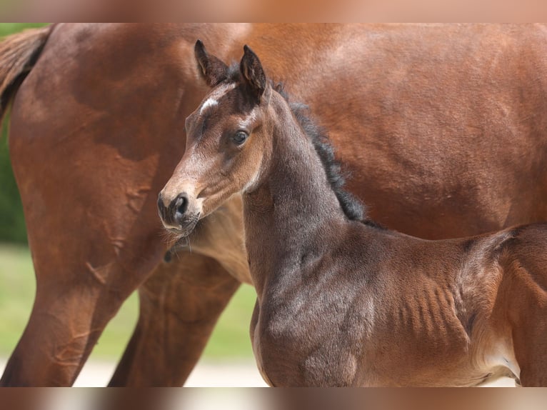 Trakehner Stallion Foal (06/2024) 16,1 hh Black in Einbeck