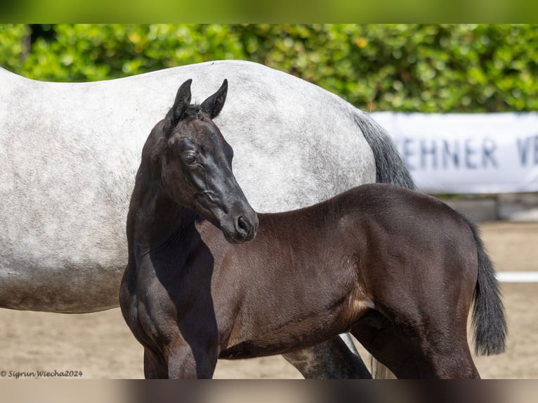 Trakehner Stallion Foal (03/2024) 16,1 hh Black in Mallentin
