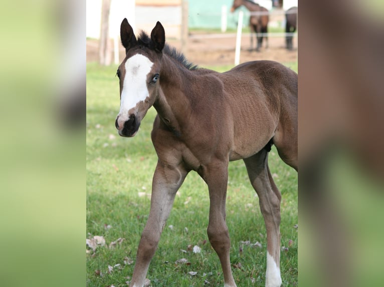 Trakehner Stallion Foal (03/2026) 16.1 hh Black in Kummersdorf-Gut