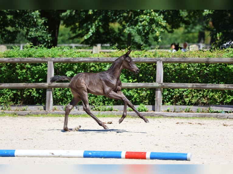 Trakehner Stallion Foal (05/2024) 16,1 hh Black in Zeischa
