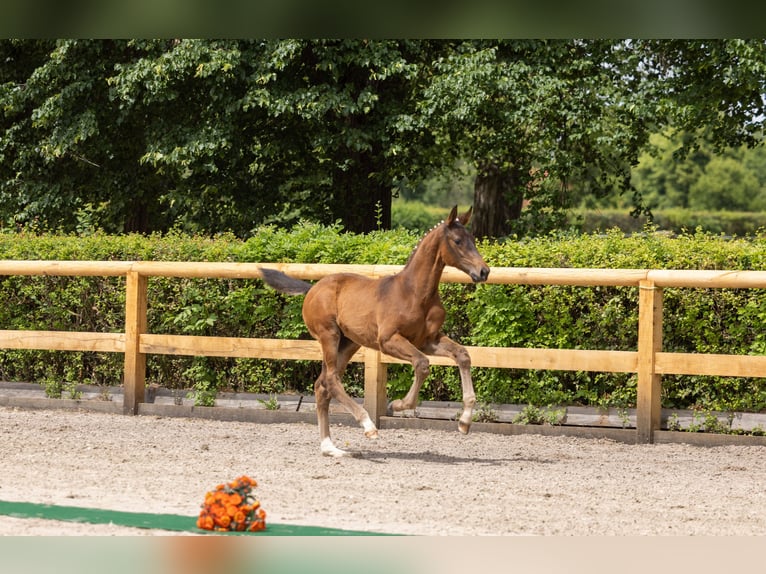 Trakehner Stallion Foal (03/2026) 16.1 hh Brown in Auerbach/Vogtland