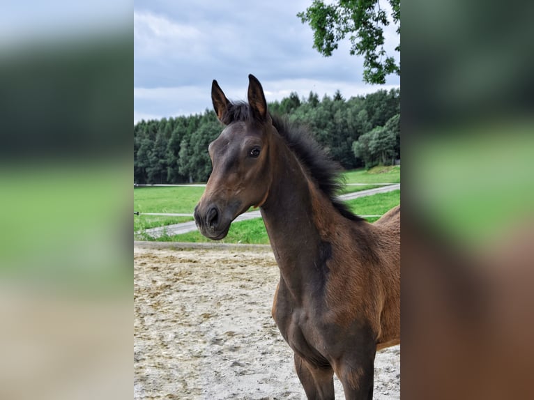 Trakehner Stallion Foal (03/2026) 16.1 hh Brown in Auerbach/Vogtland