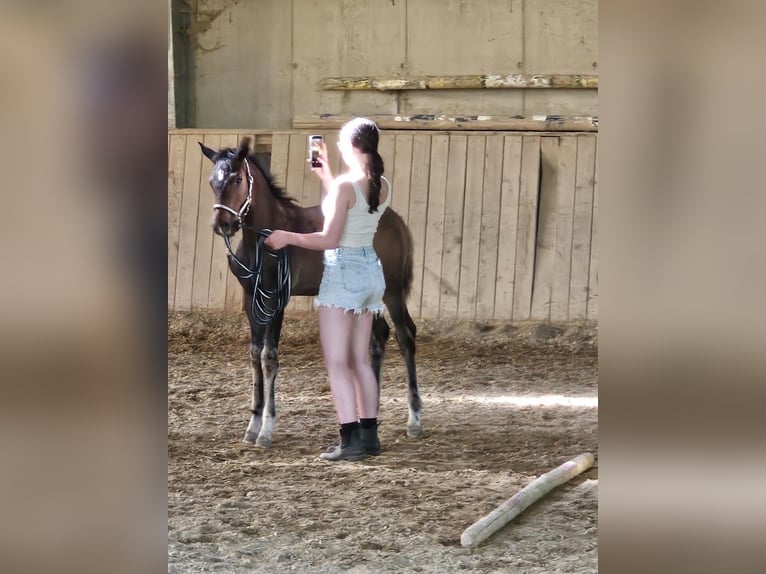 Trakehner Stallion Foal (03/2026) 16.1 hh Brown in Adelsried