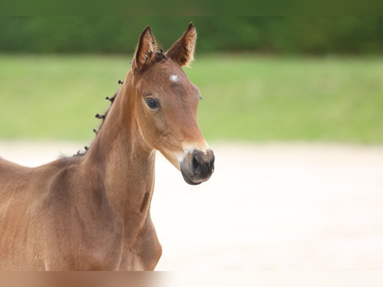 Trakehner Stallion Foal (04/2024) 16,1 hh Brown in Wolfhagen