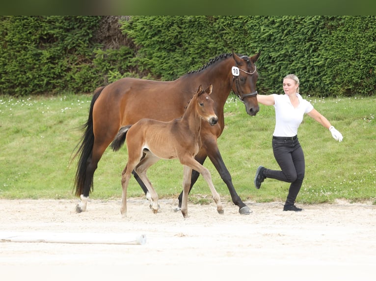 Trakehner Stallion Foal (04/2024) 16,1 hh Brown in Wolfhagen