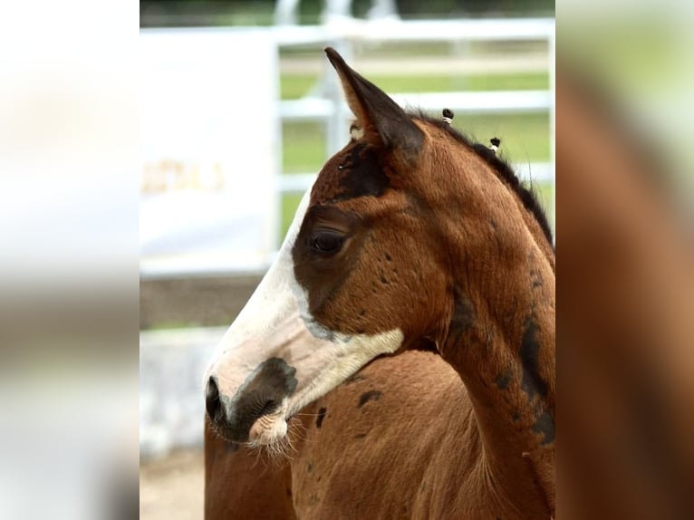 Trakehner Stallion Foal (06/2024) 16,1 hh Brown in Günzburg