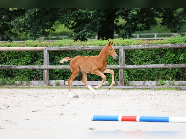 Trakehner Stallion Foal (05/2024) 16,1 hh Chestnut-Red in Plessa