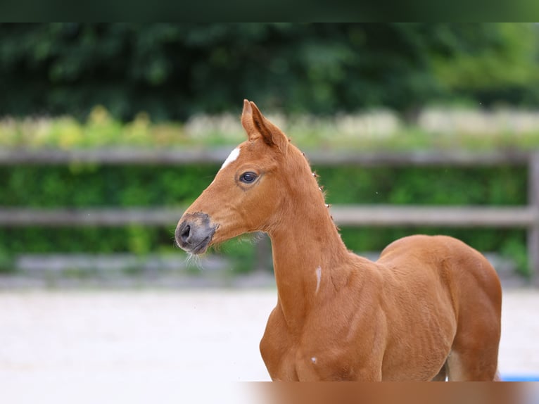 Trakehner Stallion Foal (05/2024) 16,1 hh Chestnut-Red in Plessa