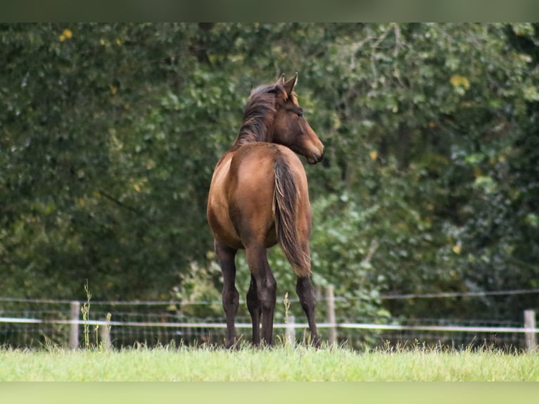 Trakehner Stallion Foal (03/2024) 16,2 hh Bay-Dark in Fehrbellin