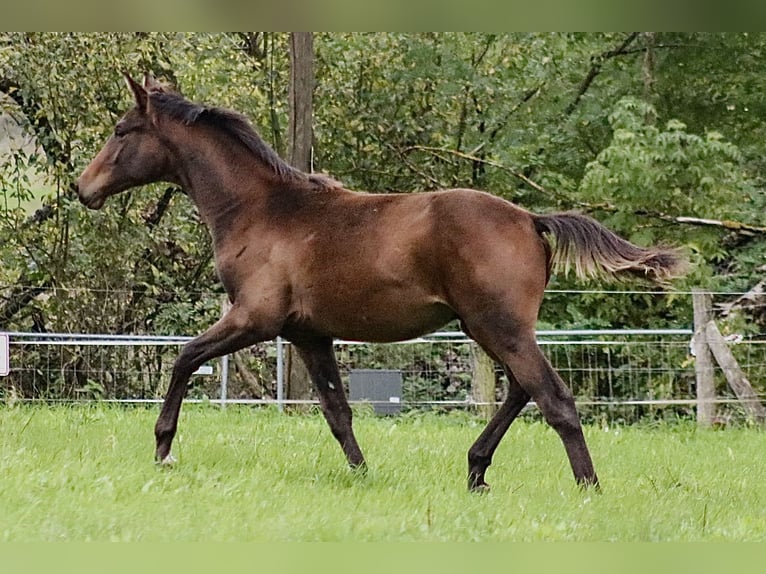 Trakehner Stallion Foal (03/2024) 16,2 hh Bay-Dark in Fehrbellin