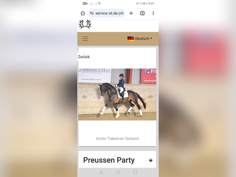Trakehner Stallion  16,2 hh Bay-Dark in Harsefeld