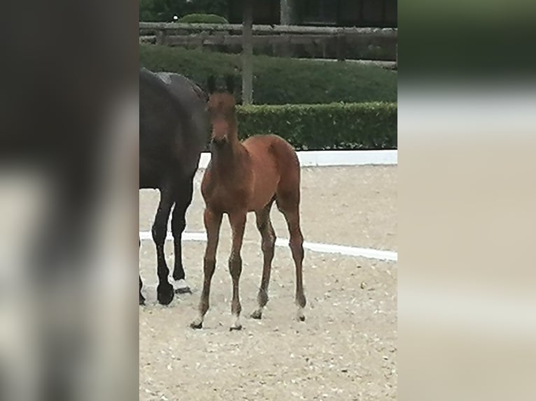 Trakehner Stallion  16,2 hh Bay-Dark in Harsefeld