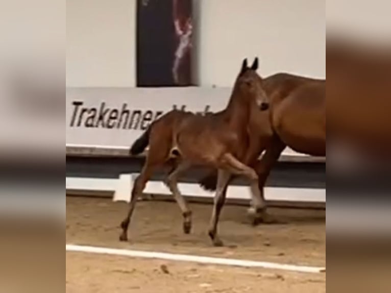 Trakehner Stallion Foal (04/2024) 16,2 hh Bay-Dark in Kurtscheid