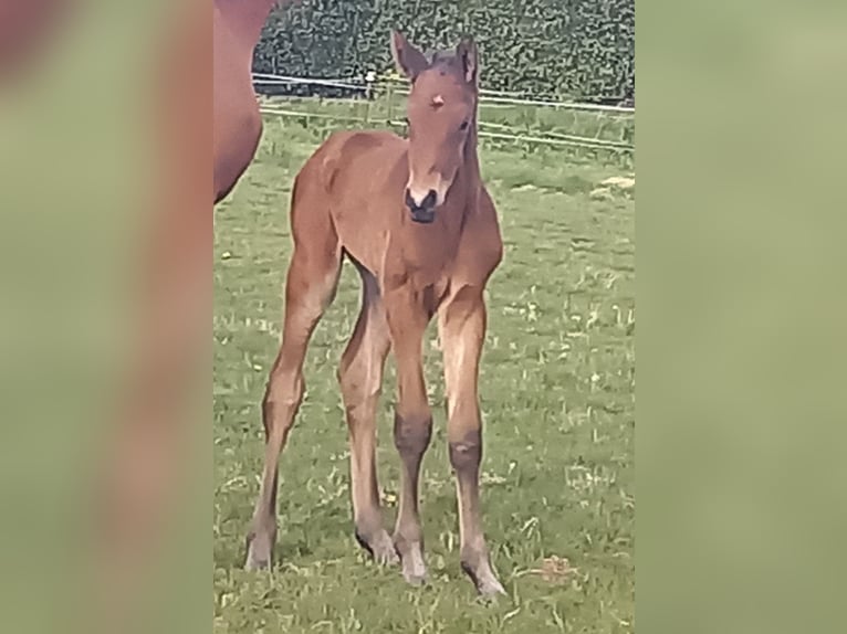 Trakehner Stallion Foal (04/2024) 16,2 hh Bay-Dark in Kurtscheid