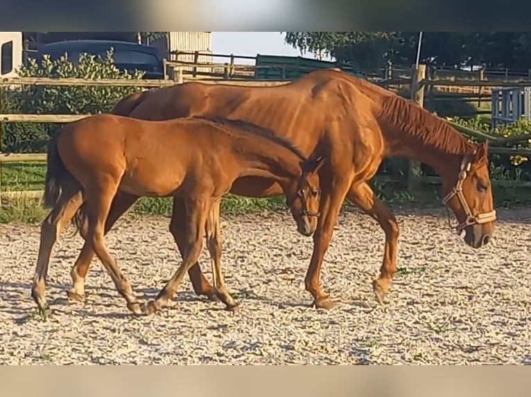 Trakehner Stallion Foal (04/2024) 16,2 hh Bay-Dark in Kurtscheid