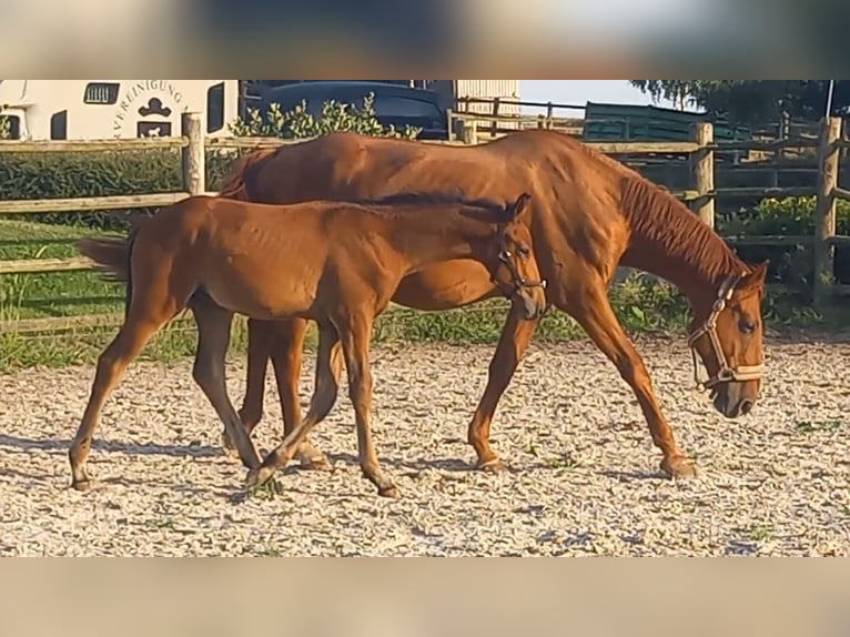 Trakehner Stallion Foal (04/2024) 16,2 hh Bay-Dark in Kurtscheid