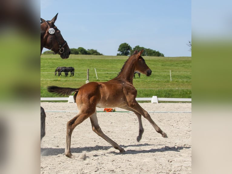 Trakehner Stallion Foal (04/2026) 16.2 hh Bay-Dark in Kurtscheid