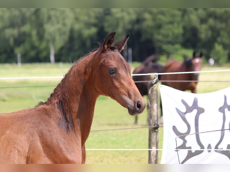 Trakehner Stallion Foal (04/2024) 16,2 hh Bay-Dark in Salzhausen