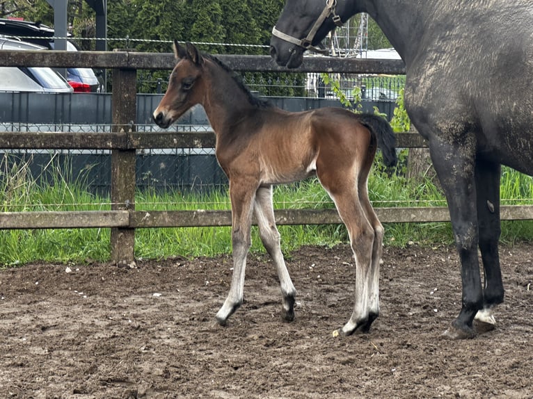 Trakehner Stallion Foal (04/2024) 16,2 hh Bay-Dark in Salzhausen