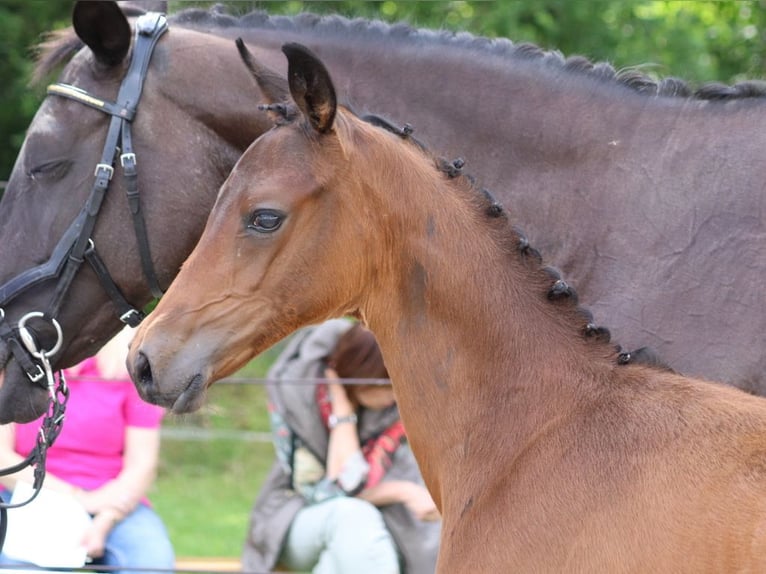 Trakehner Stallion Foal (04/2024) 16,2 hh Bay-Dark in Salzhausen