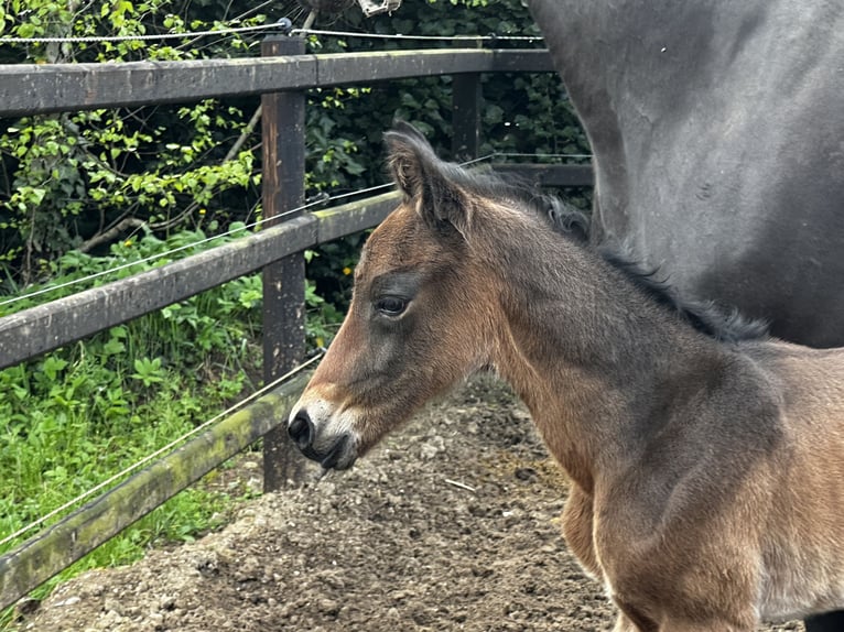 Trakehner Stallion Foal (04/2024) 16,2 hh Bay-Dark in Salzhausen