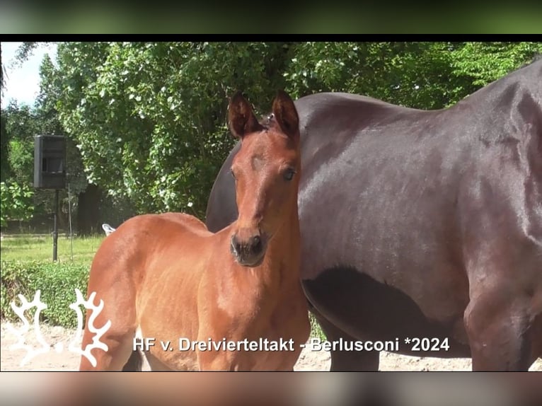 Trakehner Stallion Foal (04/2024) 16,2 hh Brown in Harsefeld