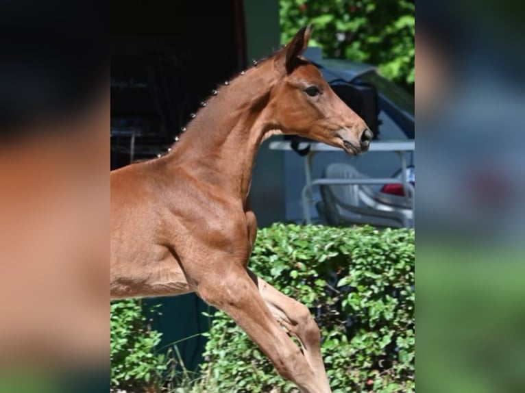 Trakehner Stallion Foal (04/2024) 16,2 hh Brown in Harsefeld