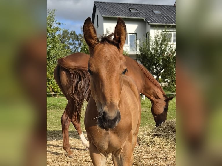 Trakehner Stallion Foal (05/2026) 16.2 hh Brown in Twistetal
