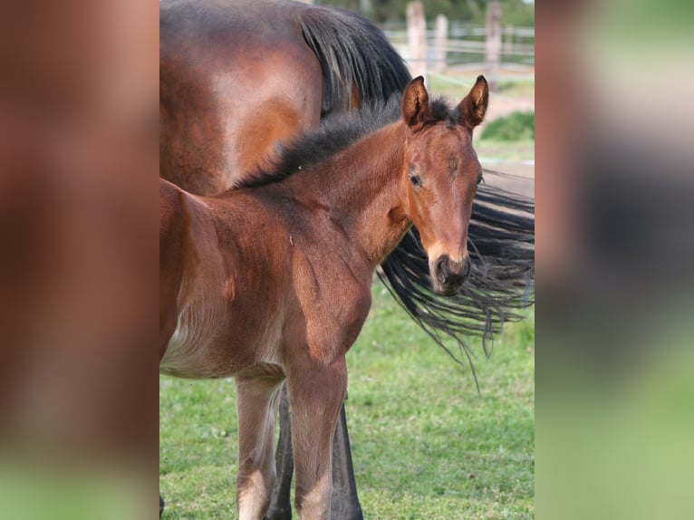 Trakehner Stallion Foal (04/2026) 16.2 hh Brown in Kummersdorf-Gut