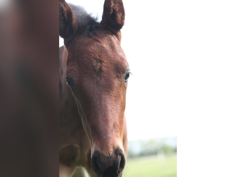 Trakehner Stallion Foal (04/2026) 16.2 hh Brown in Kummersdorf-Gut