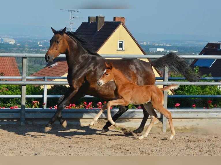 Trakehner Stallion Foal (01/2024) 16,2 hh Chestnut-Red in Hörstein-Alzenau in Unterfranken