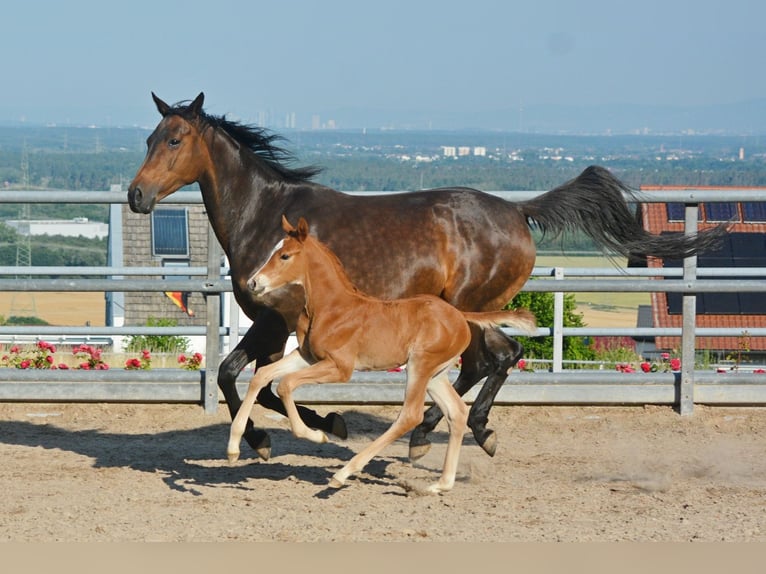 Trakehner Stallion Foal (01/2024) 16,2 hh Chestnut-Red in Hörstein-Alzenau in Unterfranken