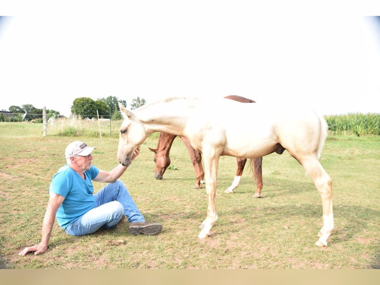 Trakehner Stallion Foal (05/2024) 16,2 hh Palomino in Twistetal