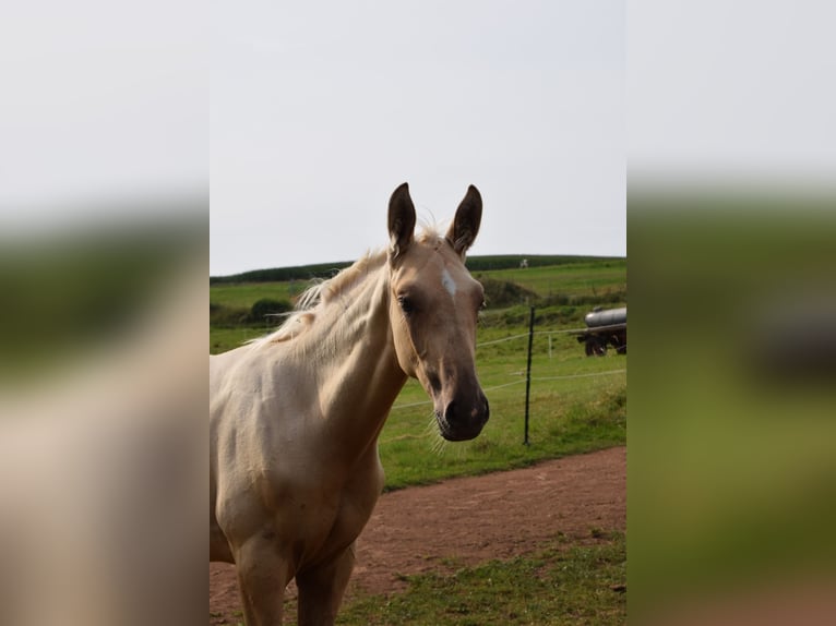 Trakehner Stallion Foal (05/2024) 16,2 hh Palomino in Twistetal