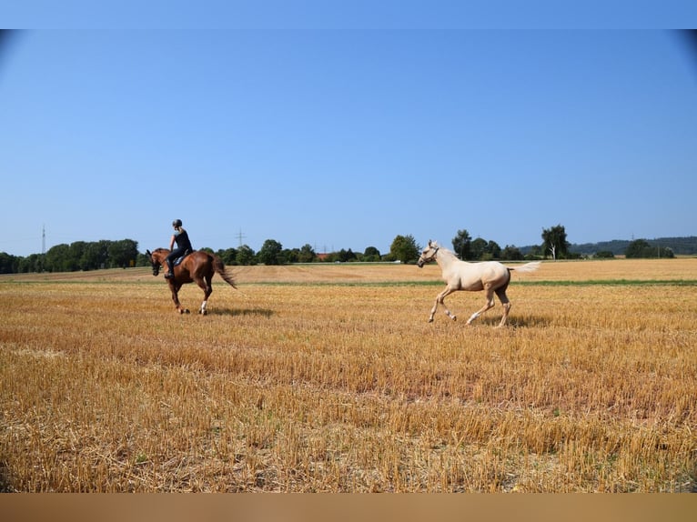 Trakehner Stallion Foal (05/2024) 16,2 hh Palomino in Twistetal