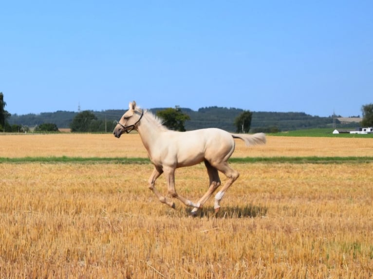 Trakehner Stallion Foal (05/2024) 16,2 hh Palomino in Twistetal