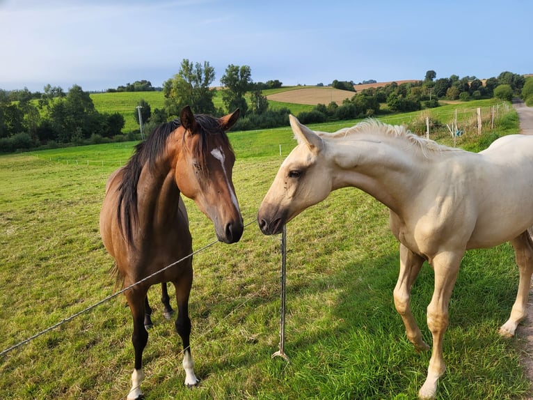 Trakehner Stallion Foal (05/2024) 16,2 hh Palomino in Twistetal