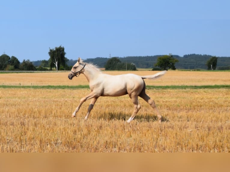 Trakehner Stallion Foal (05/2024) 16,2 hh Palomino in Twistetal