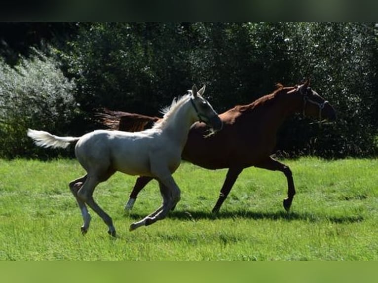 Trakehner Stallion Foal (05/2024) 16,2 hh Palomino in Twistetal