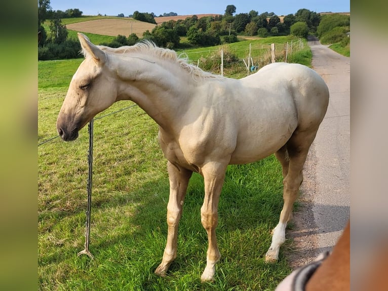 Trakehner Stallion Foal (05/2024) 16,2 hh Palomino in Twistetal